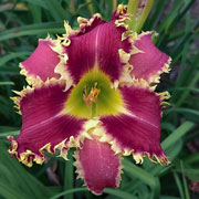 Storm Breaker Daylily